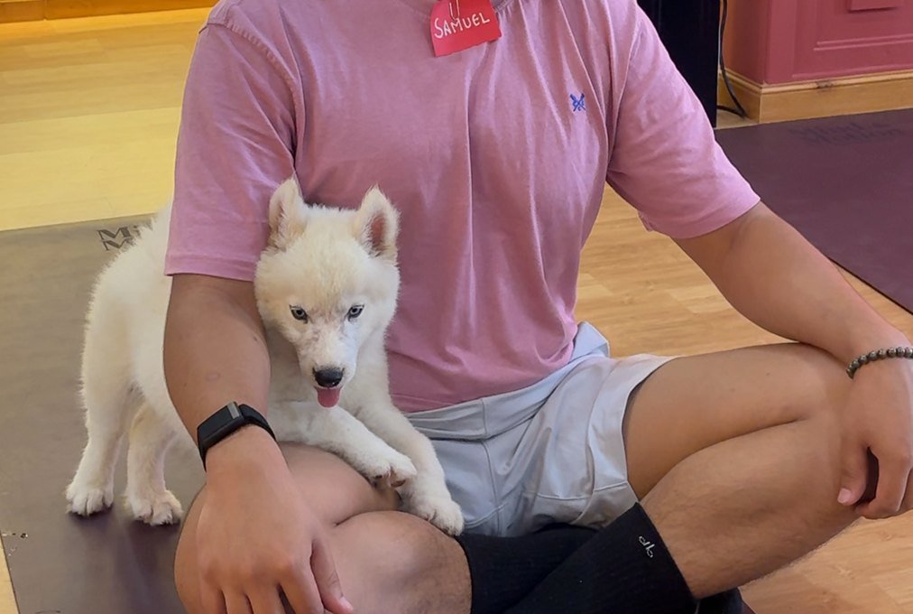 A yoga class on mats with puppies wandering between the participants.